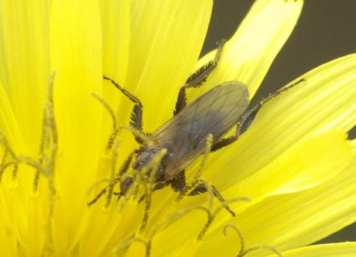Empis sp.